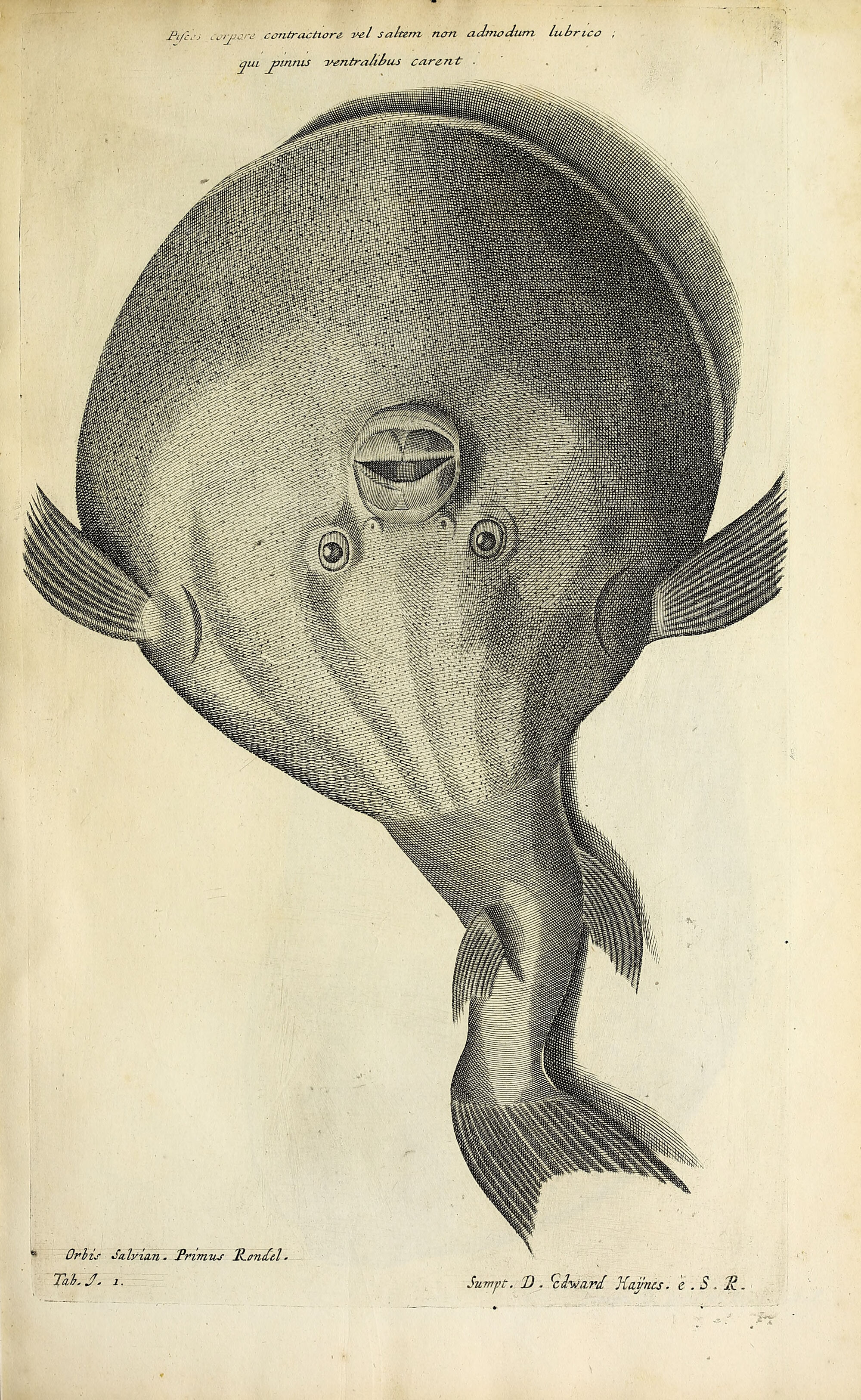 A full-page copperplate engraving of a globefish seen head-on, its body a vast round disc filling the plate, small fins at either side and a narrow tail beneath, the whole rendered in dense stipple and hatching.