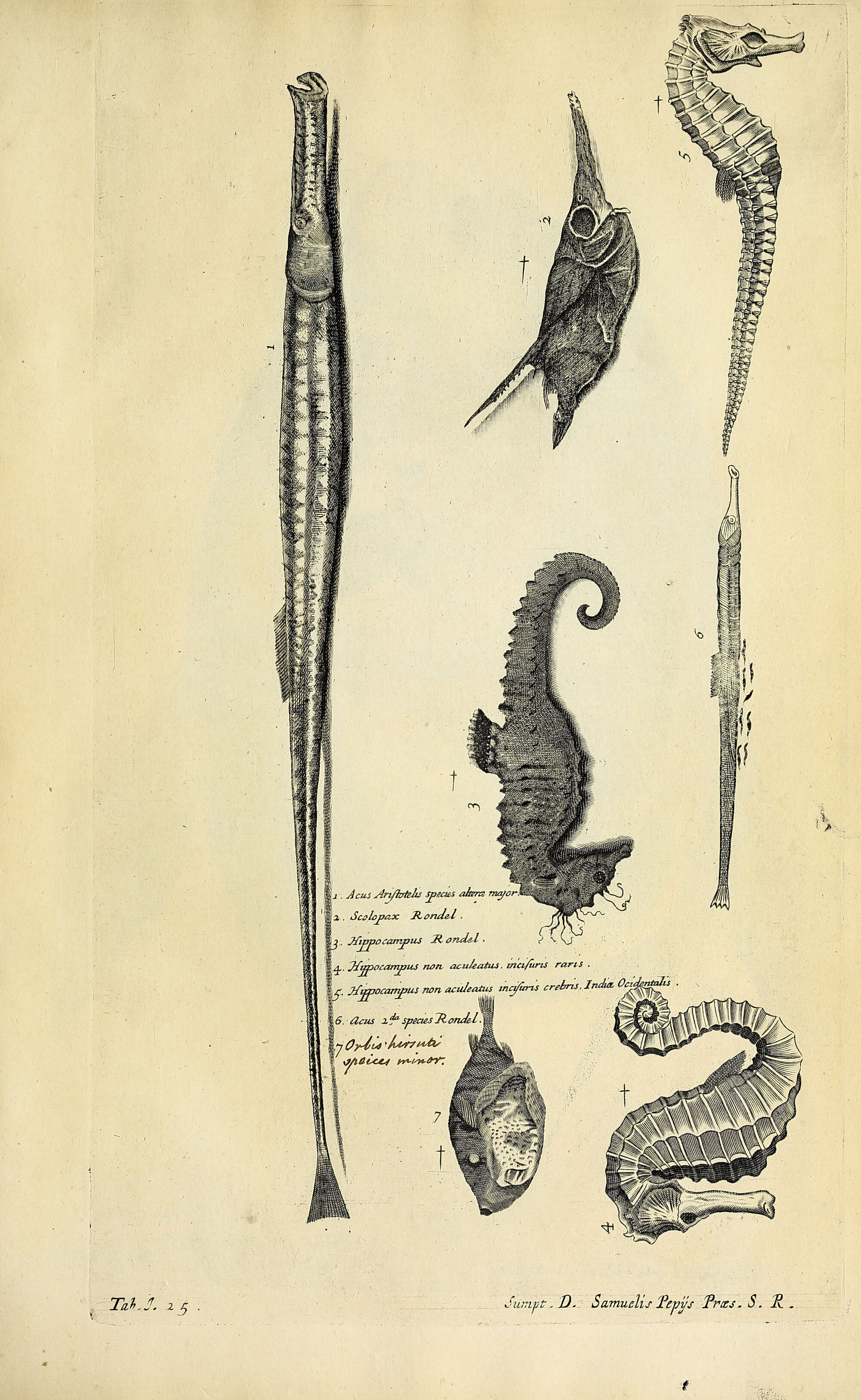 A copperplate engraving of seven numbered specimens: two long slender pipefish, four seahorses with ridged, segmented bodies and curled tails, and a small spined fish, arranged down the plate with a handwritten key of Latin names at the centre.